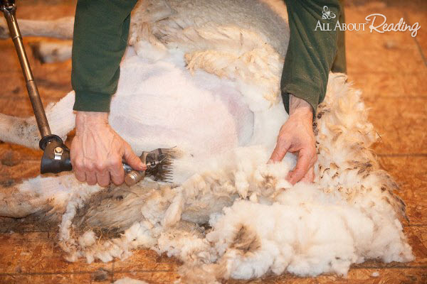 The Story behind the Story - A Haircut for Britches