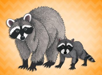 mother and baby raccoon