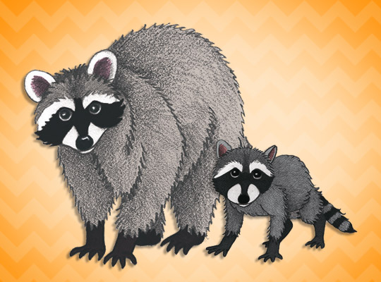 mother and baby raccoon