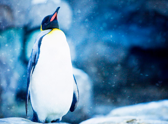 emperor penguin in snowy scene
